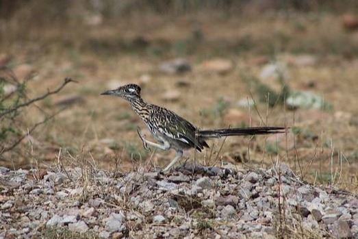 A Roadrunner Bird Running in the Desert